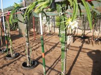3 Pitaya Natural Mystic con flores y frutos (09.09.19).JPG