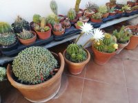 5 echinopsis mult. 22-5-20.jpg