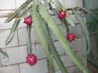 2 Pitayas Red Jaina frutos en planta (06.10.20).JPG