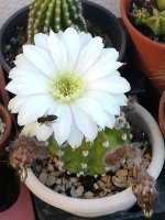 8- echinopsis subdenudada - 3-8.jpg