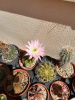 echinopsis eyriesii.jpg