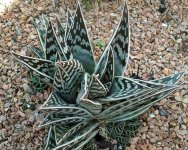 Aloe-variegata-3.jpg