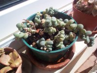 corpuscularia lehmanii.jpg