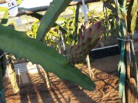 2 Pitaya Desert King, botón de flor (28.09.23) 1.JPG