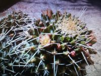 3 - Mammillaria Voburnensis 13- 3 -17.jpg