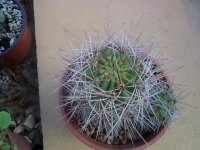 pediocactus paradinei.jpg