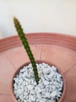 9 - cleistocactus baumannii.jpg