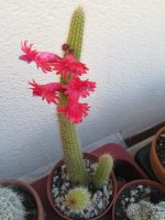 6 Cleistocactus hildegardiae  14-6-20.jpg