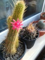 2 cleistocactus  - hildewintera --1-2-20.jpg