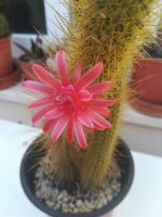 6 cleistocactus hildewintera  flor.jpg