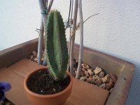 trichocereus peruvianu.jpg