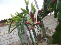 3 Pitaya Costarricense en flor (31.03.22) 2.JPG