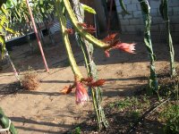 5 Pitaya Hondurensis en flor ( 25.04.22) 2.JPG