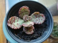 4 kalanchoe humilis 11-4-22.jpg