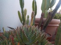 aloe breviflora  despuntando.jpg