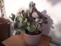 kalanchoe fedtschenkoi sin.jpg