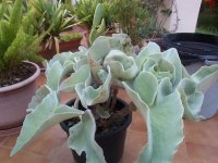 kalanchoe bracteata-x.jpg