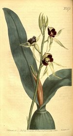 586px-Prosthechea_cochleata_(as_Ep._cochleatum)_-_Curtis'_vol._16_pl_572_(1803).jpg