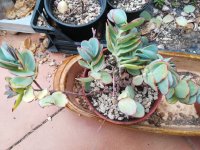 10- kalanchoe    mirabela  creo.jpg