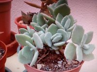 10- falanchoe milothii 12-10-23.jpg