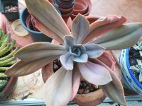 Graptoveria  Fred Ives   -28 10.jpg