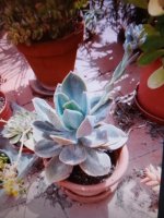 echeveria gibbiflora nuyoo.jpg