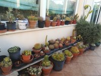 8 cactus variados -6-8-.jpg