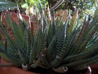 aloe aristatta  cebrina.jpg