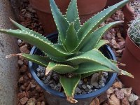 aloe delaetii.jpg