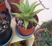 DCP16500 aloe squarrosa-450x400.JPG