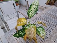 Dieffenbachia2.jpg