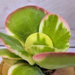 Kalanchoe-Thyrsiflora-Variegata-505-03__-scaled.jpg