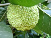 Maclura_pomifera_23b.jpg