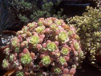 DCP15223 aeonium mascaerense-1152x864.JPG