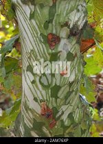 pattern-of-rainwater-dripping-down-colourful-variegated-bark-of-london-plane-tree-platanus-ace...jpg