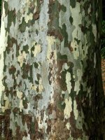 london-plane-tree-closeup-bark.jpg