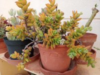 11- crassula sakurabosii -15-11-23.jpg