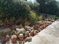 3- cactus tumbados 148 k  30-3-2018.jpg