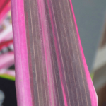 cordyline-pink-passion-9cm-p4175-32203_image.png