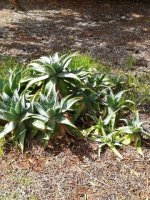 20- aloe maculata      20-9-18 (Small).jpg