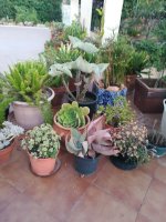 8 aloe, kalanchoe aeoniums y otros - 20-8.jpg