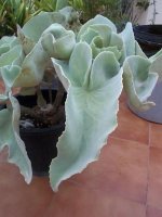 kalanchoe bearensis.jpg