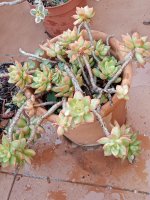 12 sedum adolphii 8-12-23.jpg