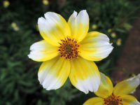 Bidens_aurea_11.jpg