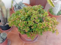 12 crassula ovata con canario 23-23.jpg