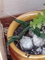 1 bulbos belladona  -14-1-24.jpg