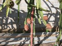 Pitayas Desert King, en planta (14.01.24) 1.JPG