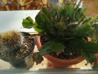 1 cactus  slumbergera 2-1-20.jpg