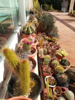 3- cactus variados  6-3-20.jpg