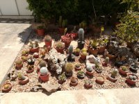 6  cactus limpios 20-6-18.jpg